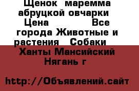 Щенок  маремма абруцкой овчарки › Цена ­ 50 000 - Все города Животные и растения » Собаки   . Ханты-Мансийский,Нягань г.